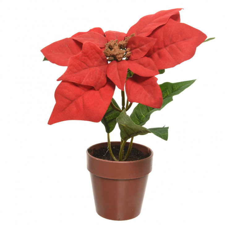 Pianta Stella di Natale