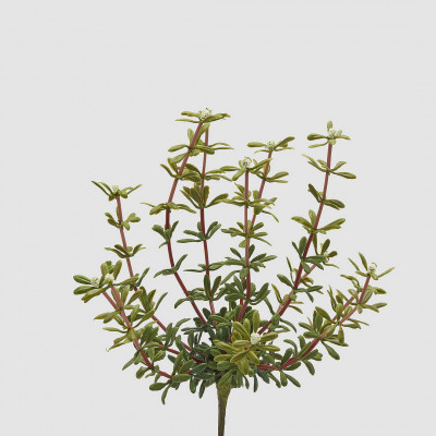 EDG - Enzo de Gasperi - Pianta artificiale Cespuglio di Portulacca - SKU: 2300204