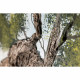 Quadro con paesaggio acrilico su tela Amore Secolare 100x100
