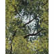Quadro con paesaggio acrilico su tela Amore Secolare 120x80