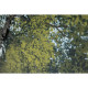Quadro contemporaneo acrilico su tela Ulivi Secolari 120x80