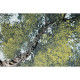 Quadro contemporaneo acrilico su tela Ulivi Secolari 120x80