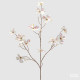 Ramo di Cornus Glossy