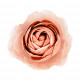 Diffusore per ambiente a forma di fiore medio "Rose in Fiore"