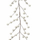 Ghirlanda lucida