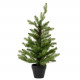 Mini albero verde con vaso