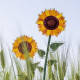 Fiore di girasole grande in plexiglass per vaso