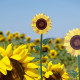 Fiore di girasole piccolo in plexiglass per vaso
