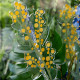 Fiore di mimosa grande in plexiglass per vaso