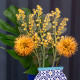 Fiore di mimosa grande in plexiglass per vaso